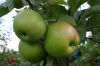 drzewa owocowe i sadzonki jabłoni, wiśni, gruszy, czereśni, śliwy, maliny, borówki